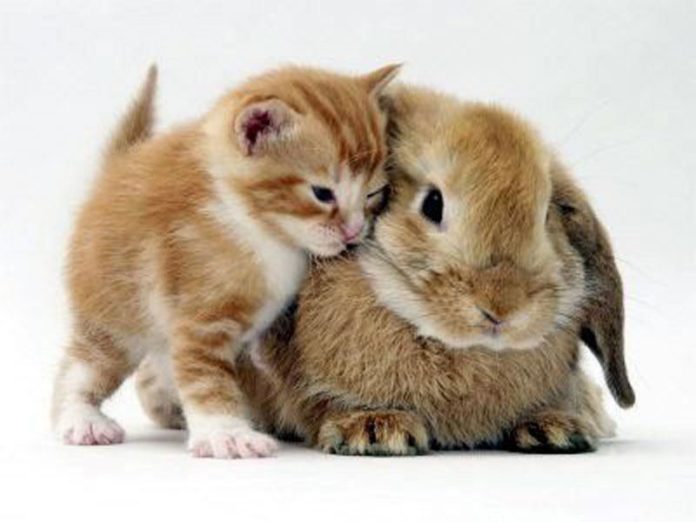 кролик и котенок