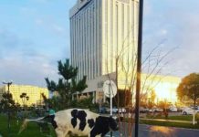 Возле акимата Шымкента растет вкусная газонная трава