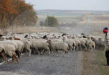 Скотокрадам-рецидивистам утяжелят наказание