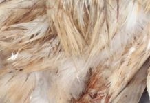 В Шымкенте застрелен орел Ороша