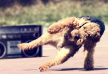 Танцующая собака рассмешила пользователей Сети – забавное видео собака