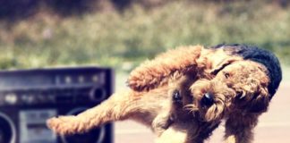 Танцующая собака рассмешила пользователей Сети – забавное видео собака