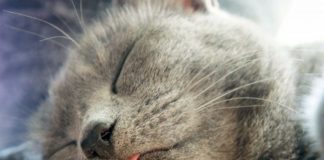 От каких болезней могут исцелять домашние животные кошка