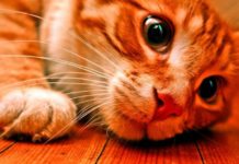 Поцелуи музыкального кота «взорвали» соцсети – трогательное видео ласковый кот