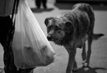 Санитара ветстанции «попросили» убить собаку