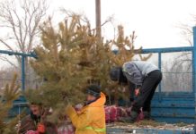 В Шымкенте идет посадка деревьев