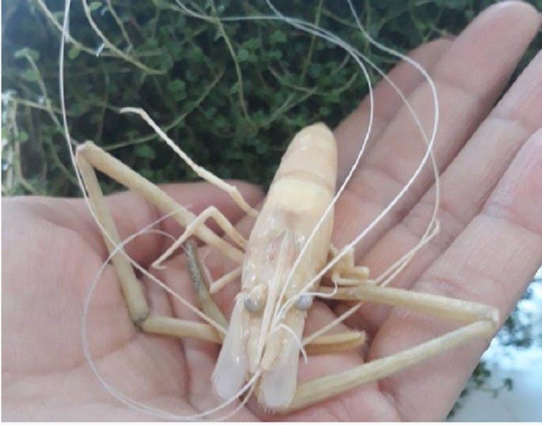 Японскую креветку нашли в Капшагайском водохранилище