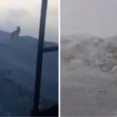 Волков обнаружили в одном из карьеров Казахстана волки