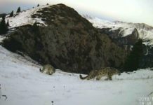 Снежный барс с котятами попались в фотоловушку снежные барсы