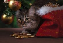 Как привлечь удачу в новом году: 10 везучих примет кошка