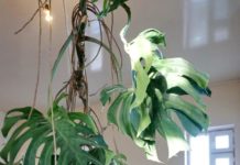 Восьмиметровую монстеру вырастил житель Шымкента