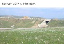 В Туркестанской области и пригороде Шымкента расцвели подснежники