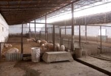 Свиноферма стала камнем преткновения между фермером и местными жителями