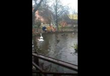 В Шымкенте у лебедя из этнопарка появилась подруга и пара приятелей