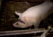 В Шымкенте жителей массива не устраивает соседство со свинофермой Свинья. Свиноферма