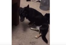 Пес забавно танцует тверк – видео собака танцует