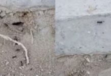 «Оттепель настала»: казахстанца удивило появление муравьев в январе муравьи