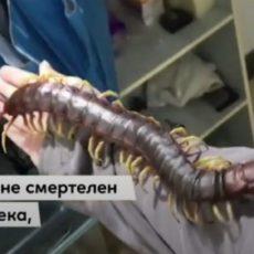 Как гигантская сколопендра стала домашним питомцем — видео сколопендра
