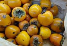 Выявлена партия кыргызской хурмы, заражённой червецом Комстока