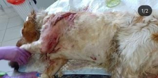 В Алматы живодер изрезал щенка до полусмерти живодер изрезал щенка