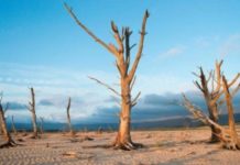 Предсказатель из Шымкента назвал дату климатического апокалипсиса Пустыня. Опустынивание