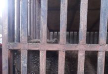 Дикий медведь продавался на скотном рынке в Сайрамском районе Медведь в клетке