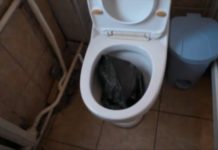 КамАЗ с памперсами, зубными щетками, едой ежедневно вывозят на городскую свалку Унитаз