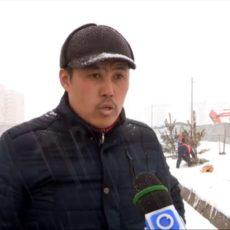 В Шымкенте сажают сосны и самшит
