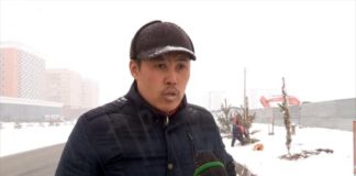 В Шымкенте сажают сосны и самшит