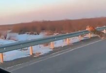Амурский тигр в Кызылорде: в Минсельхозе проверили видео Амурский тигр