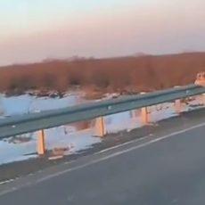 Амурский тигр в Кызылорде: в Минсельхозе проверили видео Амурский тигр