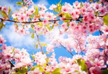 Весна по-французски начнется в Шымкенте Франкофонная весна