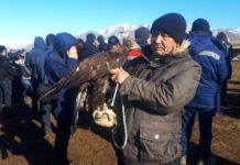 В Туркестанской области прошел республиканский фестиваль охотников Беркутчи