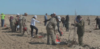 «Зеленый пояс» появится вокруг Туркестана