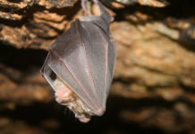 Мошенники продают доверчивым казахстанцам «гнезда летучих мышей»