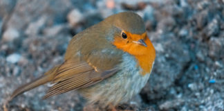 В Шымкенте жители частного сектора просыпаются, малиновки заслыша голосок