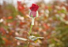 «Черная магия» будет в Шымкенте хитом продаж