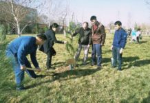 В Шымкенте судьи сажают не только виновных, но и… деревья