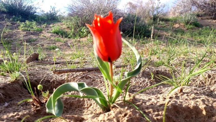 В степях Южного Казахстана зацвели тюльпаны Грейга
