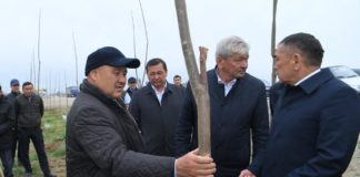 Аким Туркестанской области: «Нужно сажать павлонии»