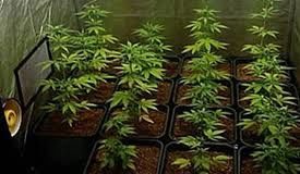 В Туркестанской области полицейские ликвидировали посев конопли.