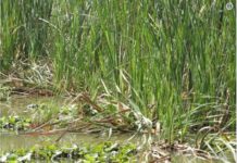 Фото-загадка со спрятавшейся птицей озадачила Сеть выпь