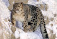 В горах Туркестанской области обитают 7 снежных барсов Снежный барс