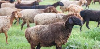 Международная выставка гиссарских баранов пройдет в Сайрамском районе (видео)