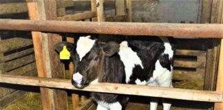 Кража скота на 2 млн тенге раскрыта в Сарыагаше