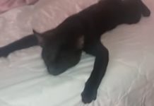 Кот спит в очень смешных позах — забавное видео черный кот