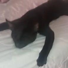 Кот спит в очень смешных позах — забавное видео черный кот
