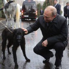 Путину подарили скакуна и щенка в Кыргызстане