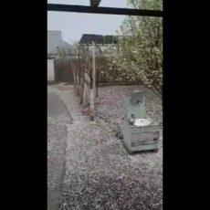 Град размером с фасоль обрушился на Шардару (видео)