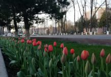 «Любовь» цветет и пахнет в Шымкенте